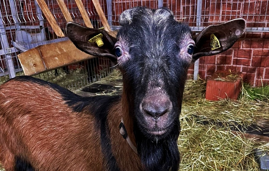 Создание системы микроклимата для содержания чешских коз на экоферме