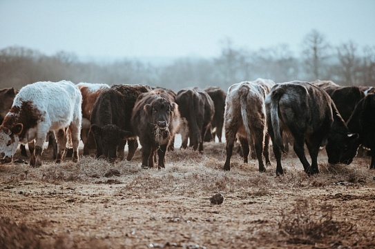 Как повысить сопротивляемость скота к изменениям окружающей среды при помощи Big Data?