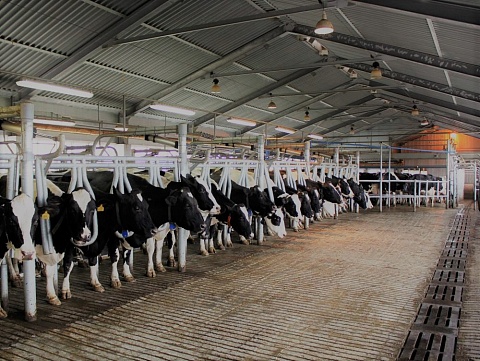 Микроклимат для молочно-товарной фермы «Агрофирма Патруши» на 1800 фуражных коров.