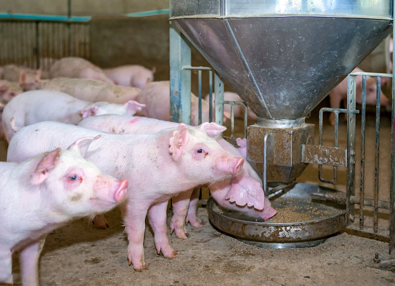 Как снизить издержки на кормление свиней?