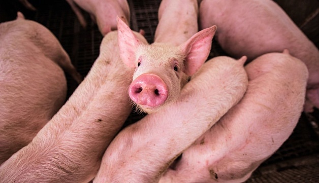 Как тепловой стресс влияет на продуктивность свинофермы?