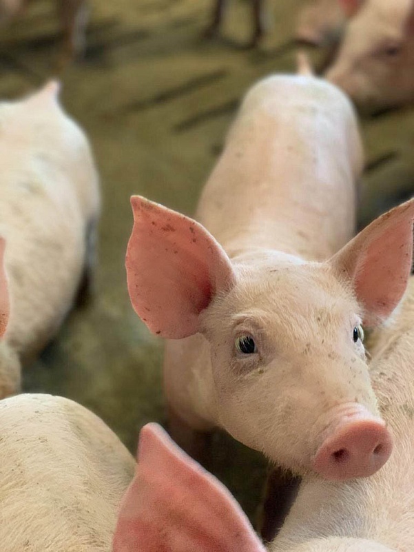 Микроклимат для выращивания здоровых и продуктивных свиней