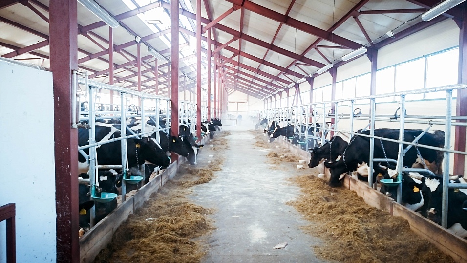 Оборудование "Агровент" на молочной ферме СХПАО «Белореченское», Иркутская область.