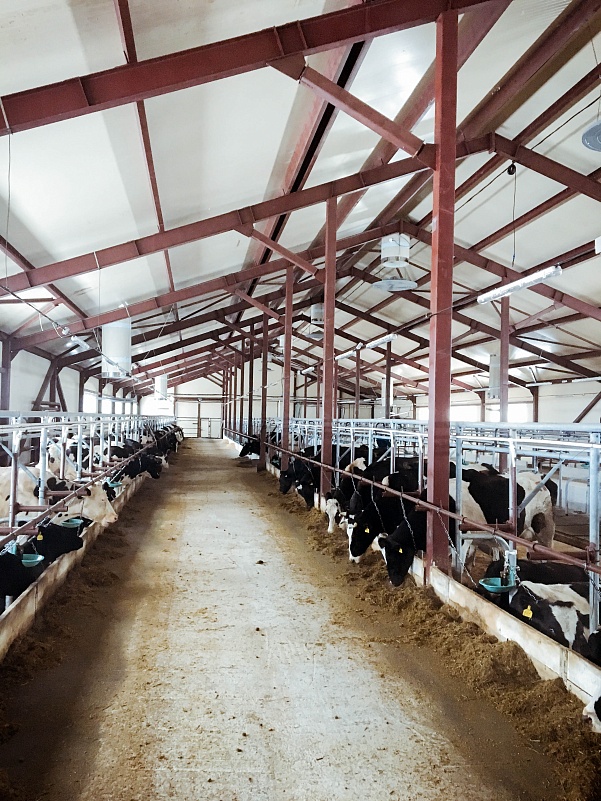 Расположение вентиляционного оборудования в корпусе привязного содержания коров