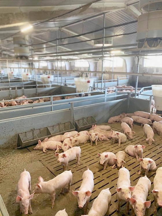 Микроклимат для откорма 10 200 голов свиней, Липецкая область