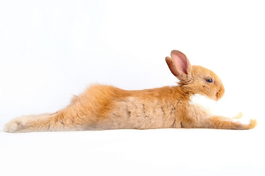 Оценка экономической эффективности кролиководства