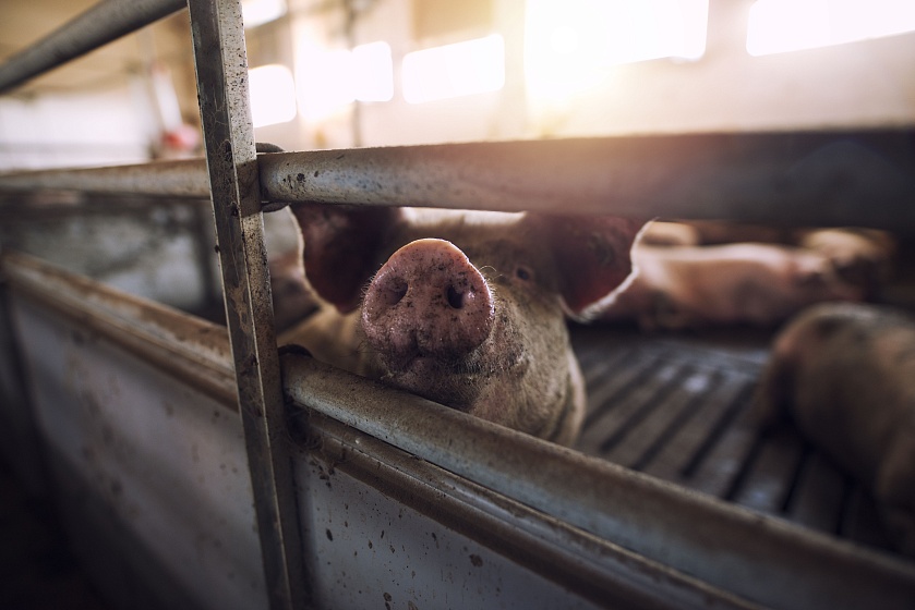 Системный подход в свиноводстве: как содержать супоросных свиноматок?