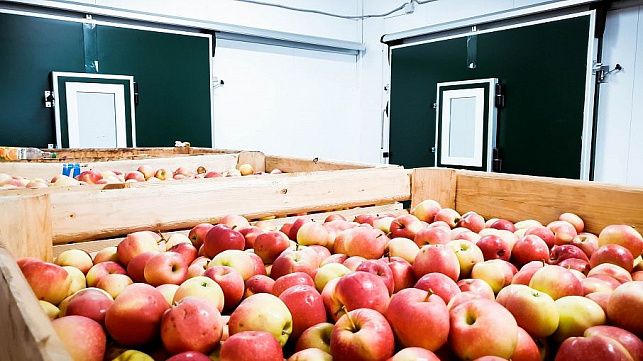 Что нужно знать о хранении яблок? 