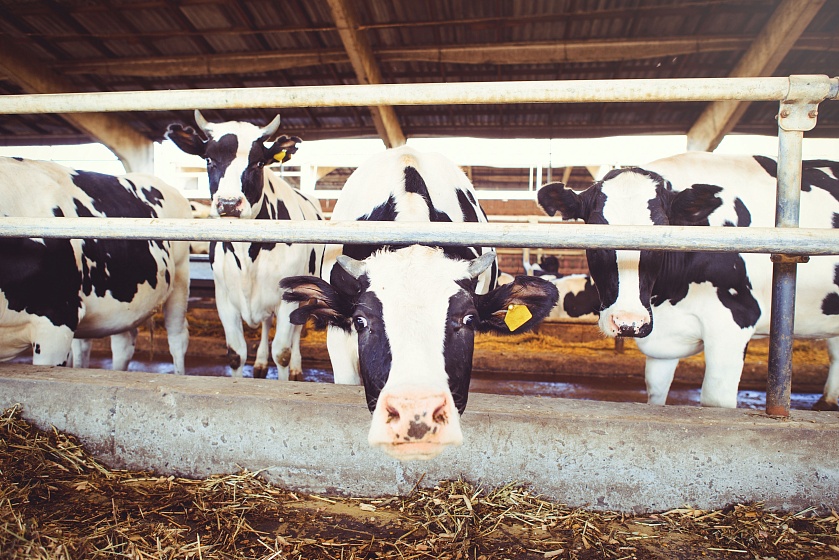 Важность оптимального микроклимата на молочной ферме