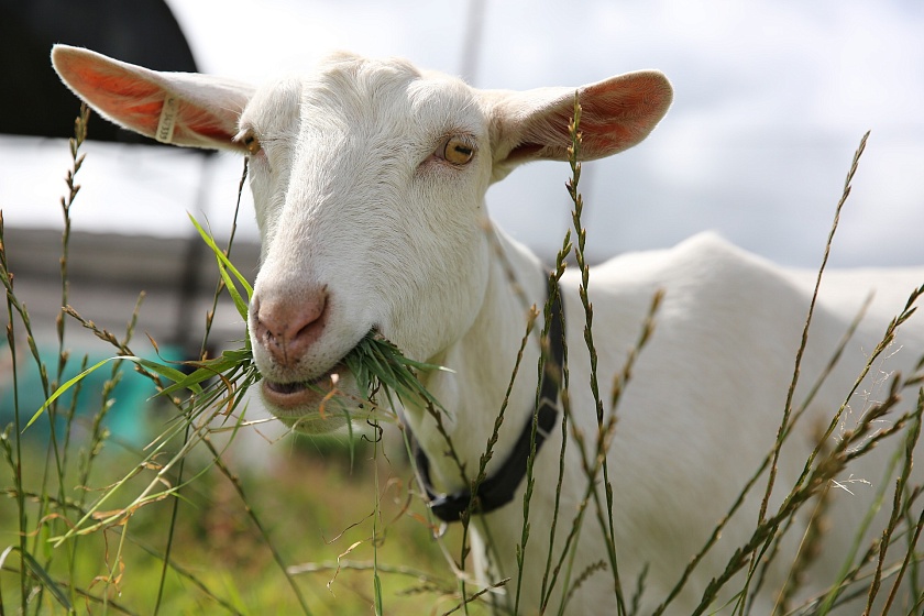 Особенности выращивания и содержания зааненских коз