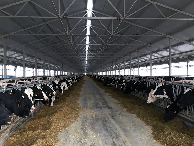 Создание системы микроклимата для 2 корпусов молочной фермы